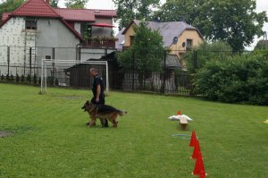 Pokaz wyszkolenia psa